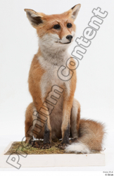 Whole Body Fox Animal photo references